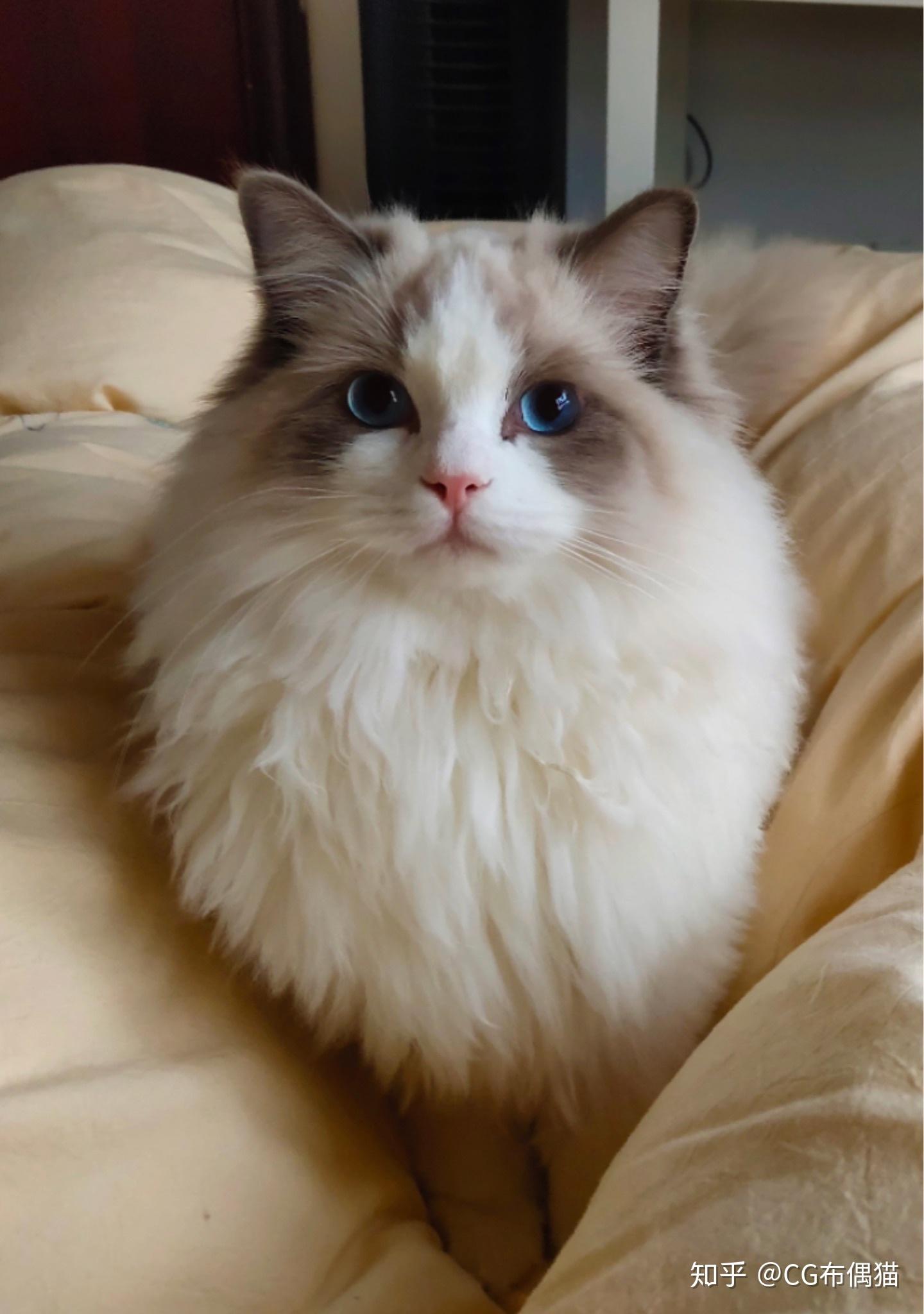 幼年布偶猫品相怎么看? - 知乎