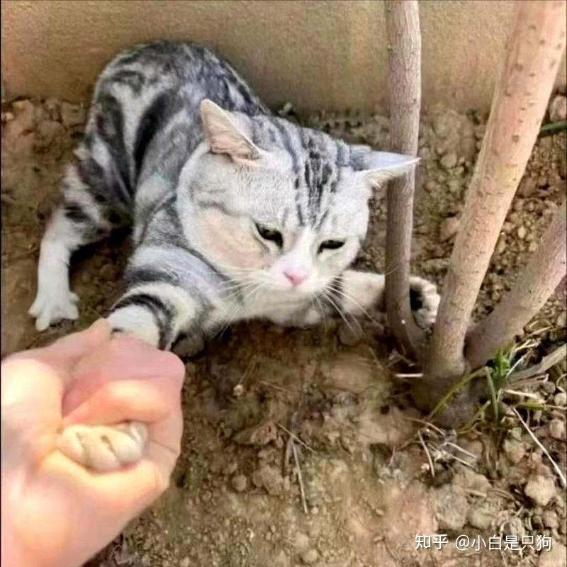 养猫久了才知道,为什么“养猫不养公”,过来人的经验 - 知乎