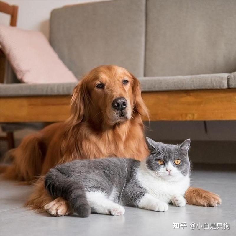 为什么养猫的人越来越多?过来人告诉你,真的很香! - 知乎