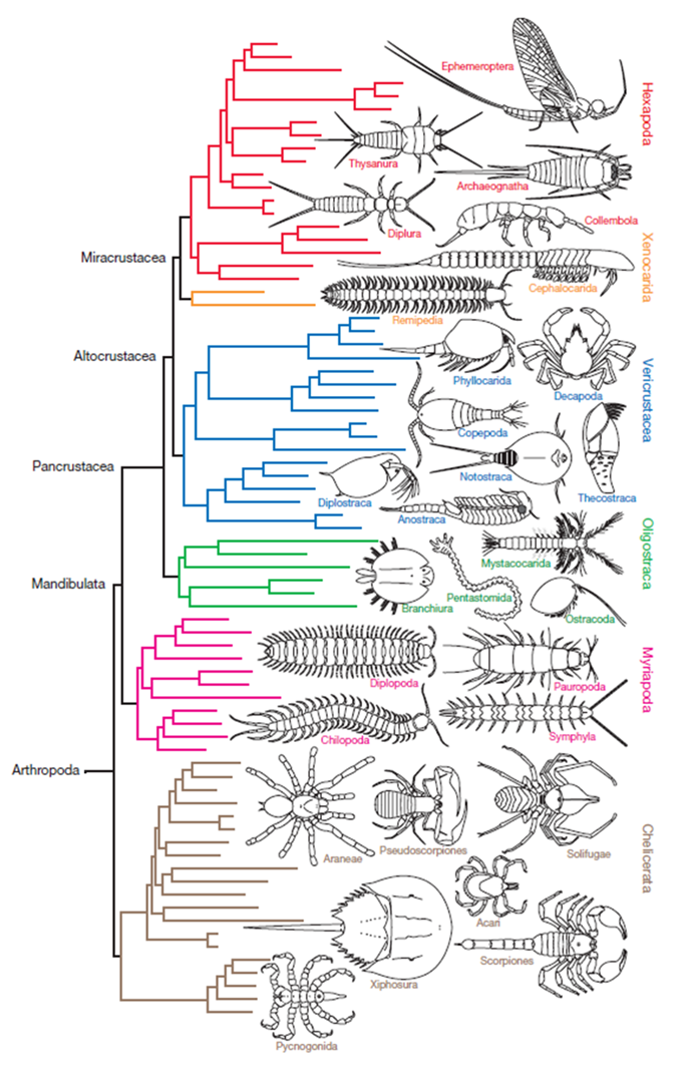 分類1966『動物系統分類学 7(中B) 節足動物(Ⅱb) 海蜘蛛類 触角動物 多 