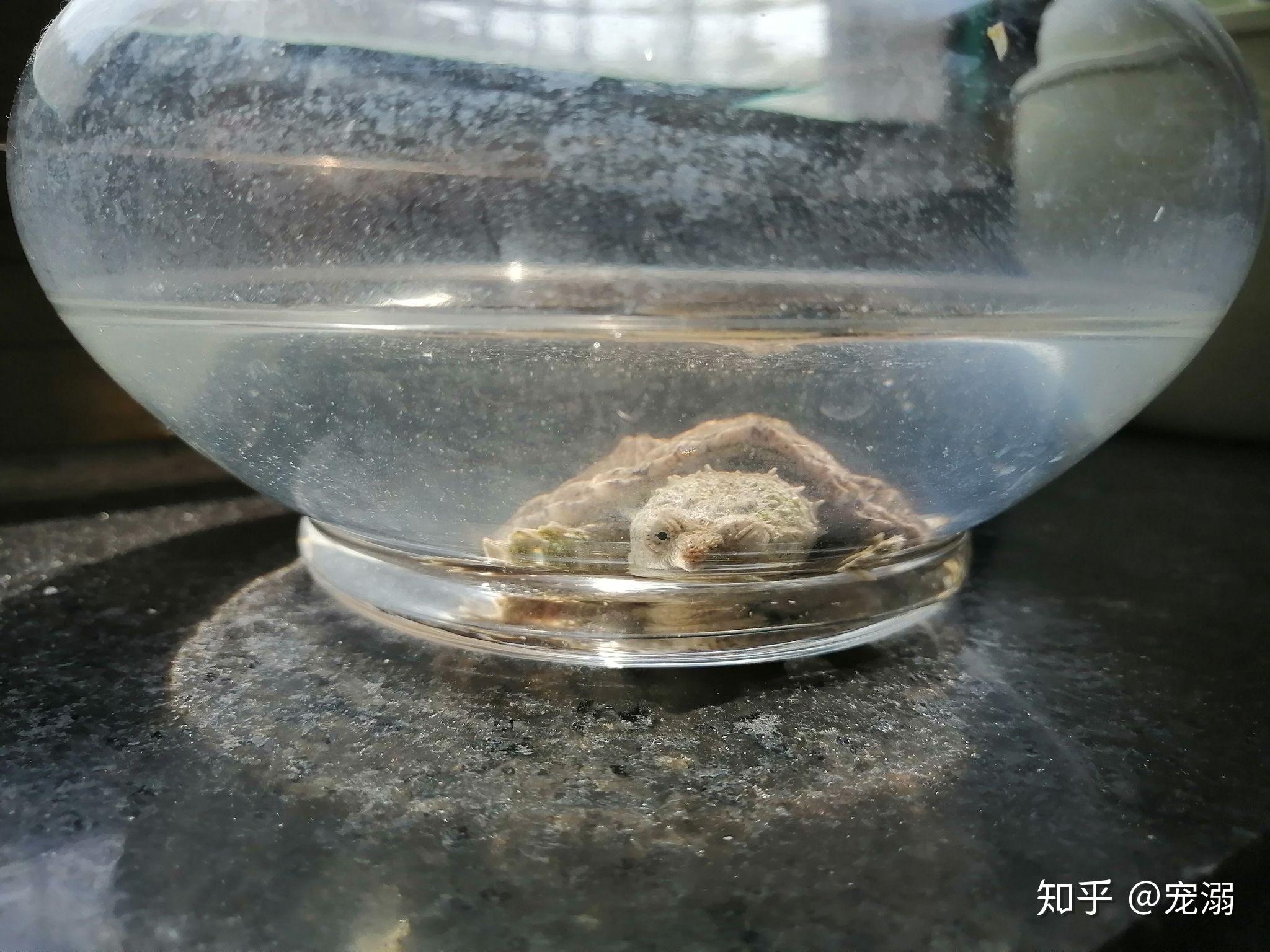 鳄龟白眼病是什么样的?