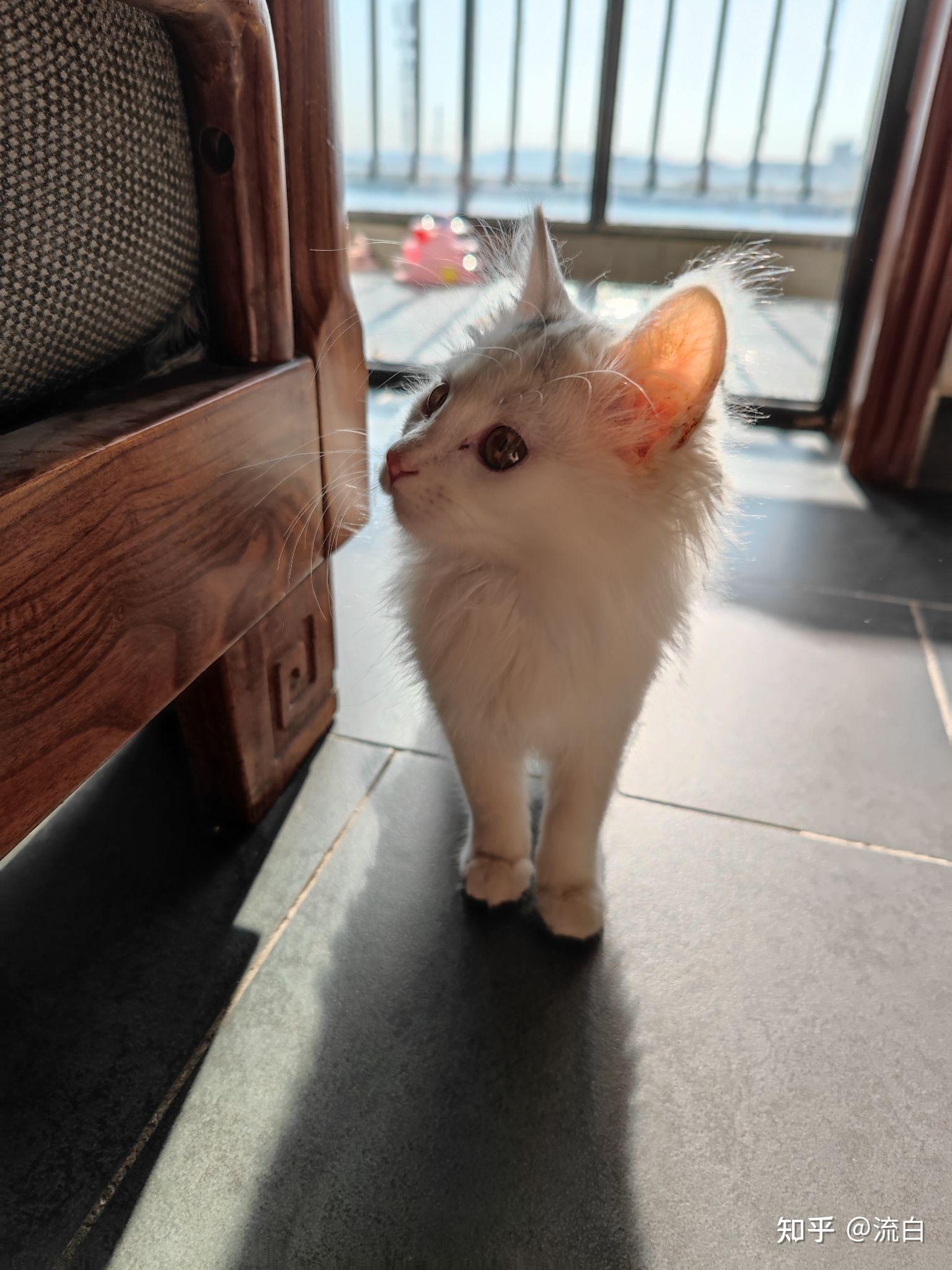 养狮子猫是种怎样的体验? - 知乎