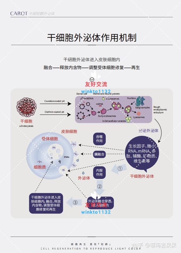 外泌体示意图图片