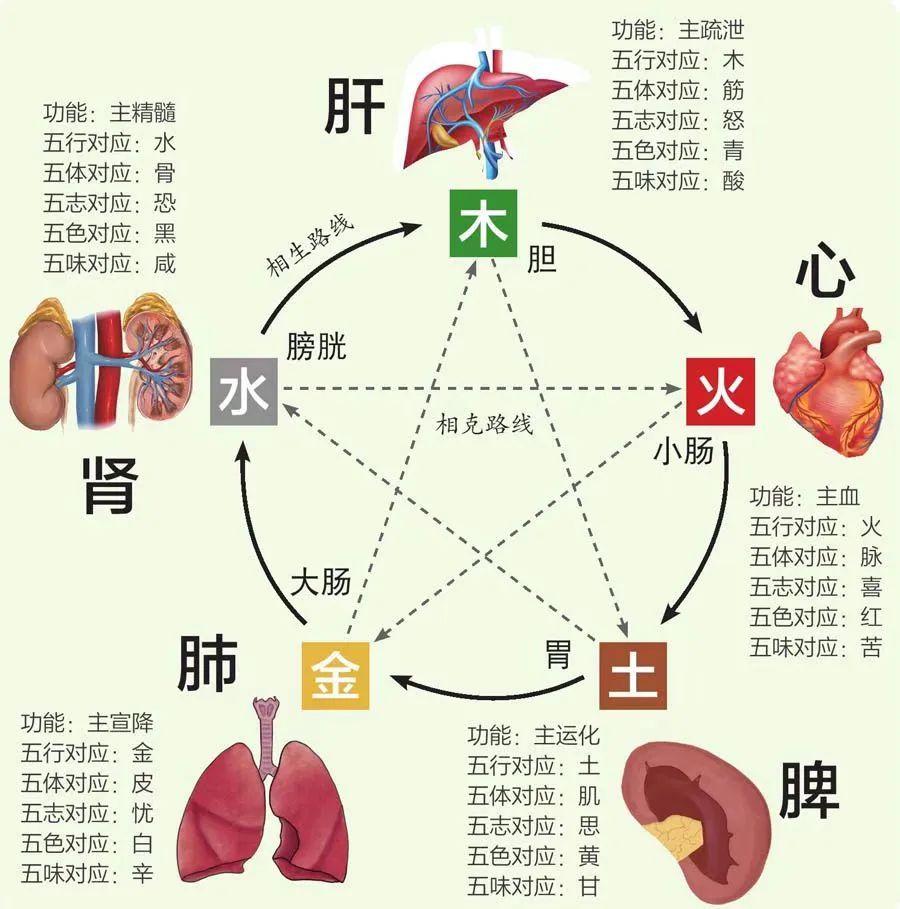 非常全面的五脏(心、肝、脾、肺、肾)调养方法,看完受益匪浅! - 知乎