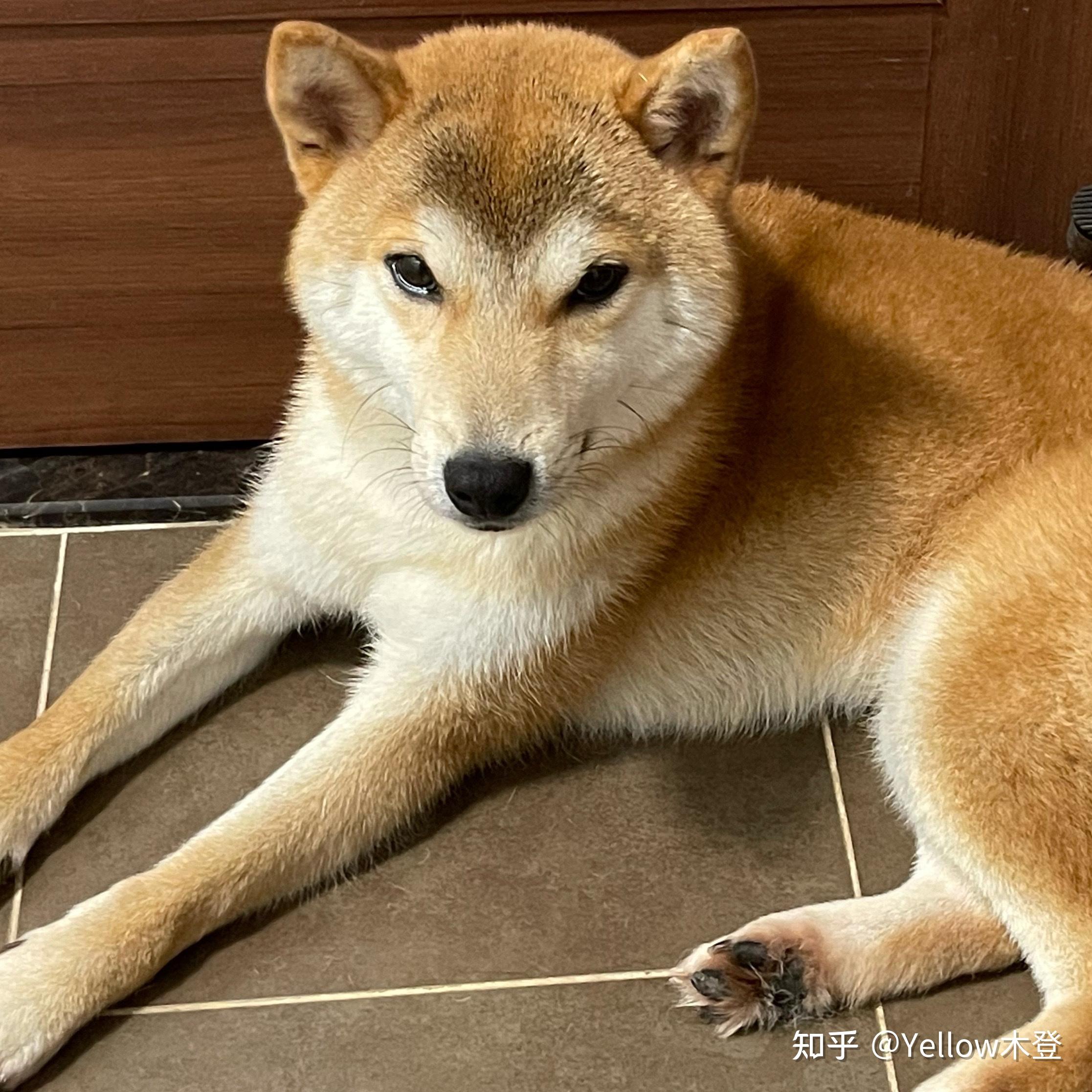 两个月大柴犬,品相怎么样? - 知乎