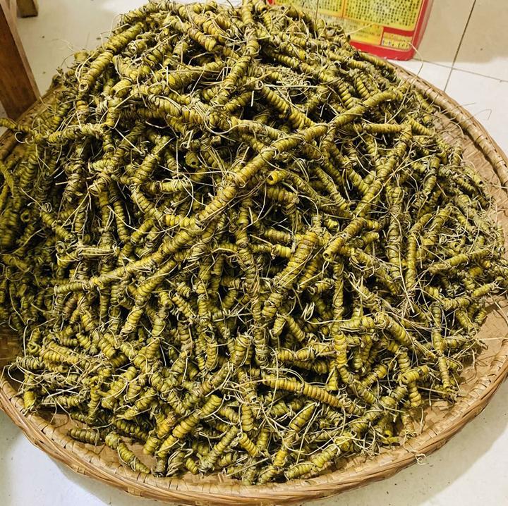 铁皮石斛枫斗制作过程,多道程序过程繁琐! - 知乎