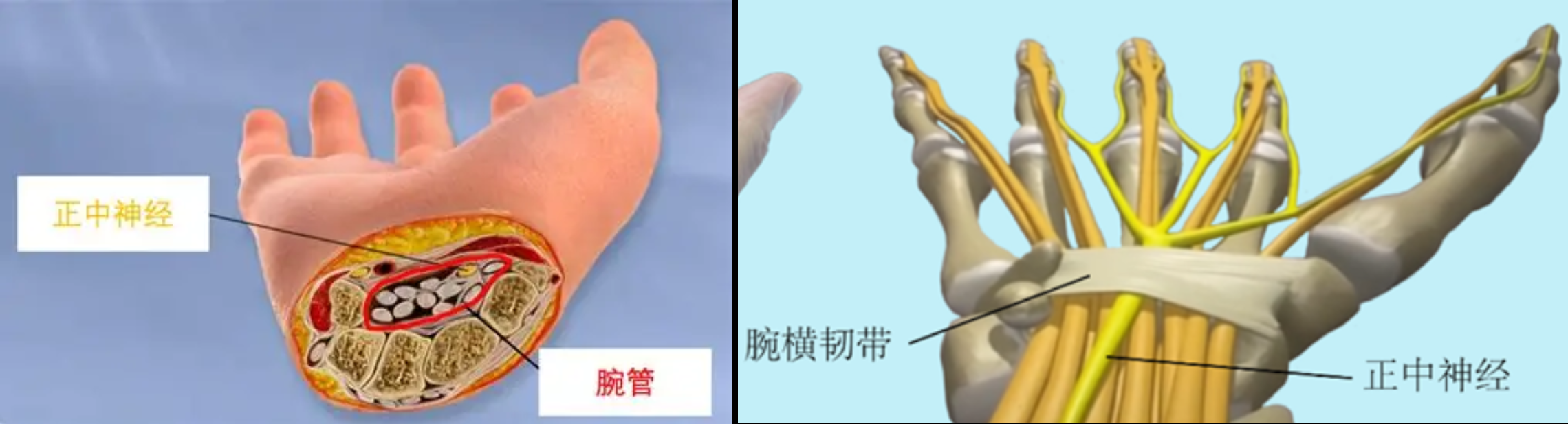 如果可以基因改良,你眼中的完美人类是什么样的? - 知乎