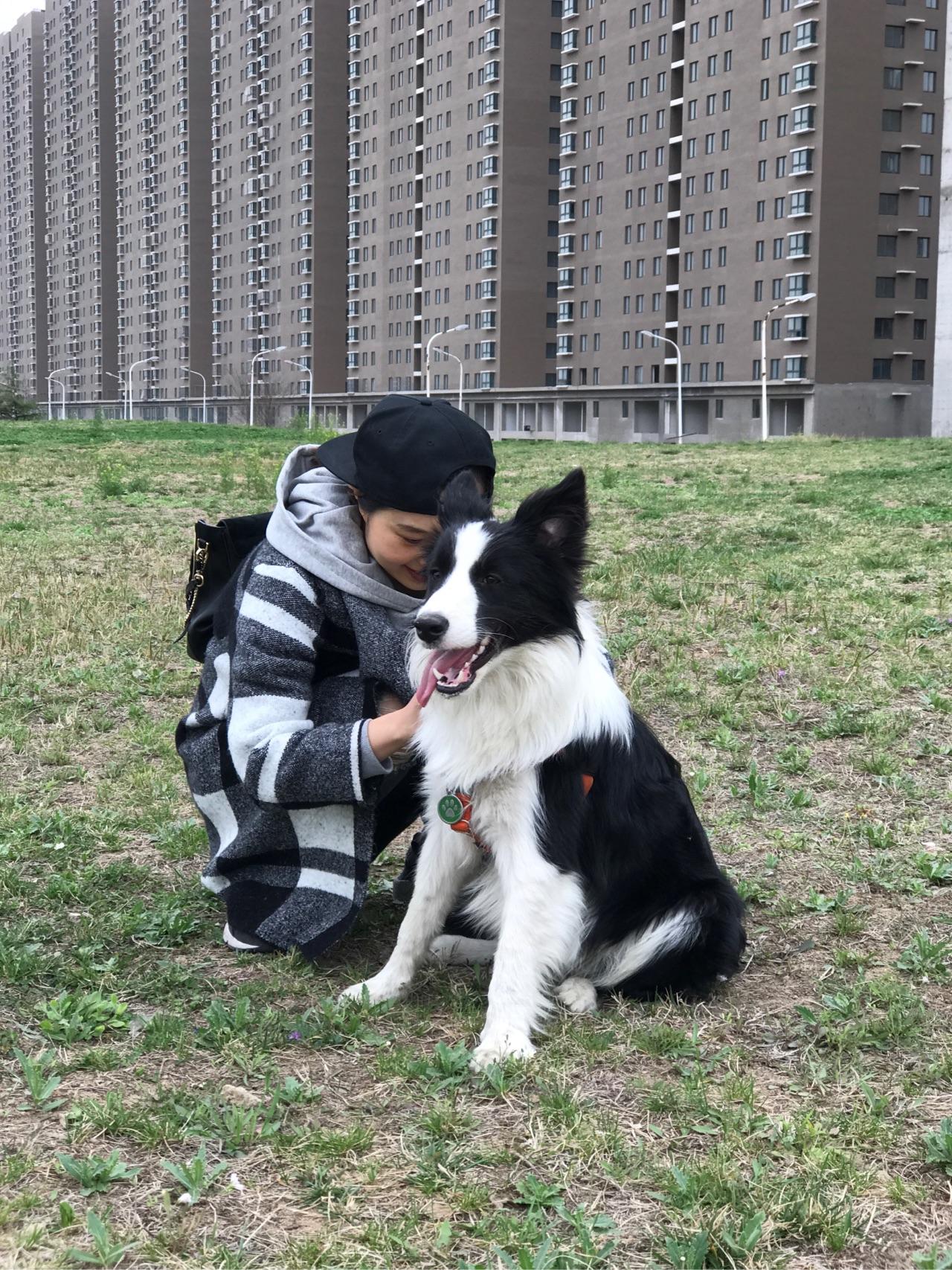 有人知道边牧幼犬从一个月到一岁的性格特点都是什么么?