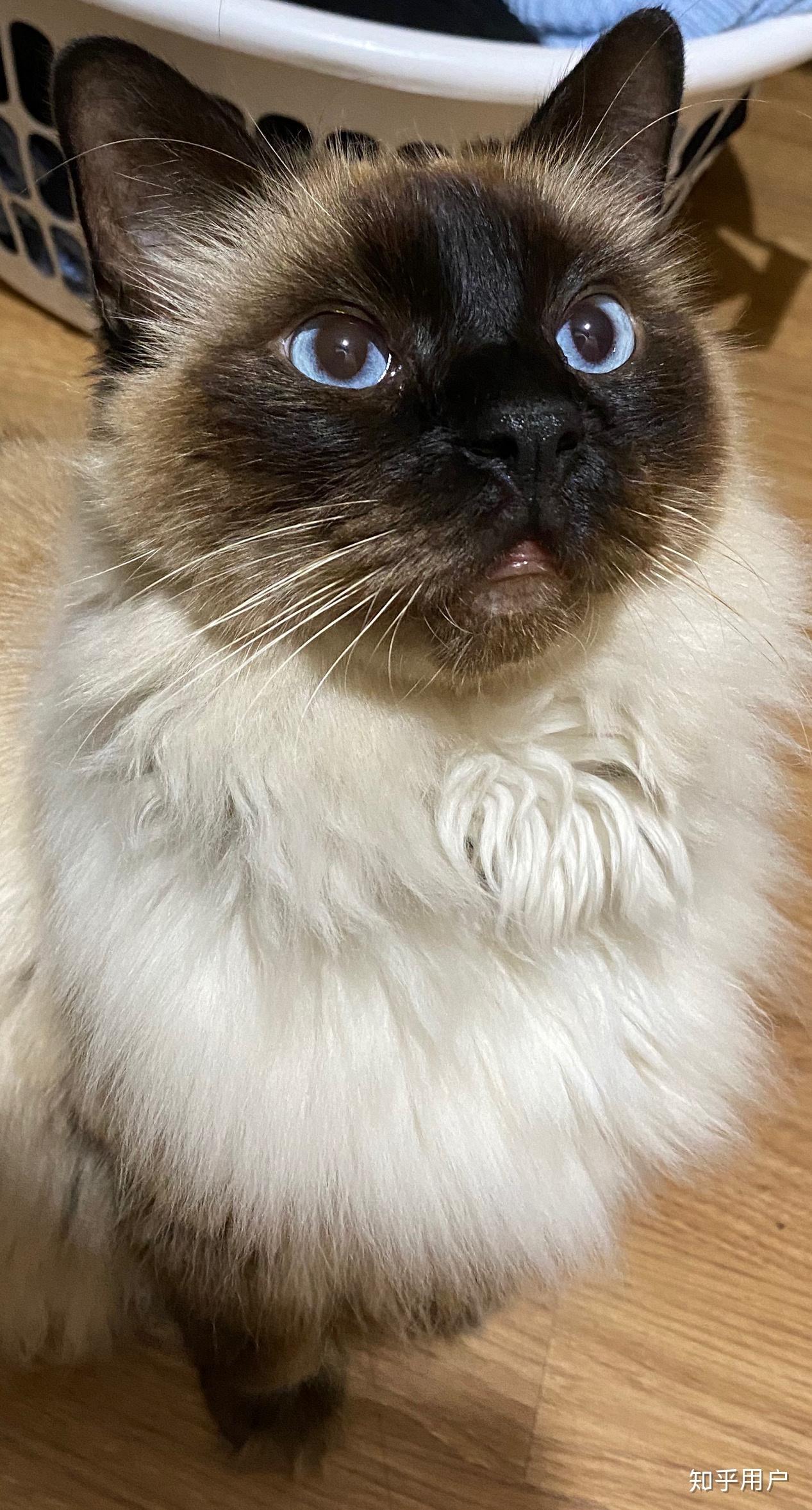 猫有双眼皮的么?