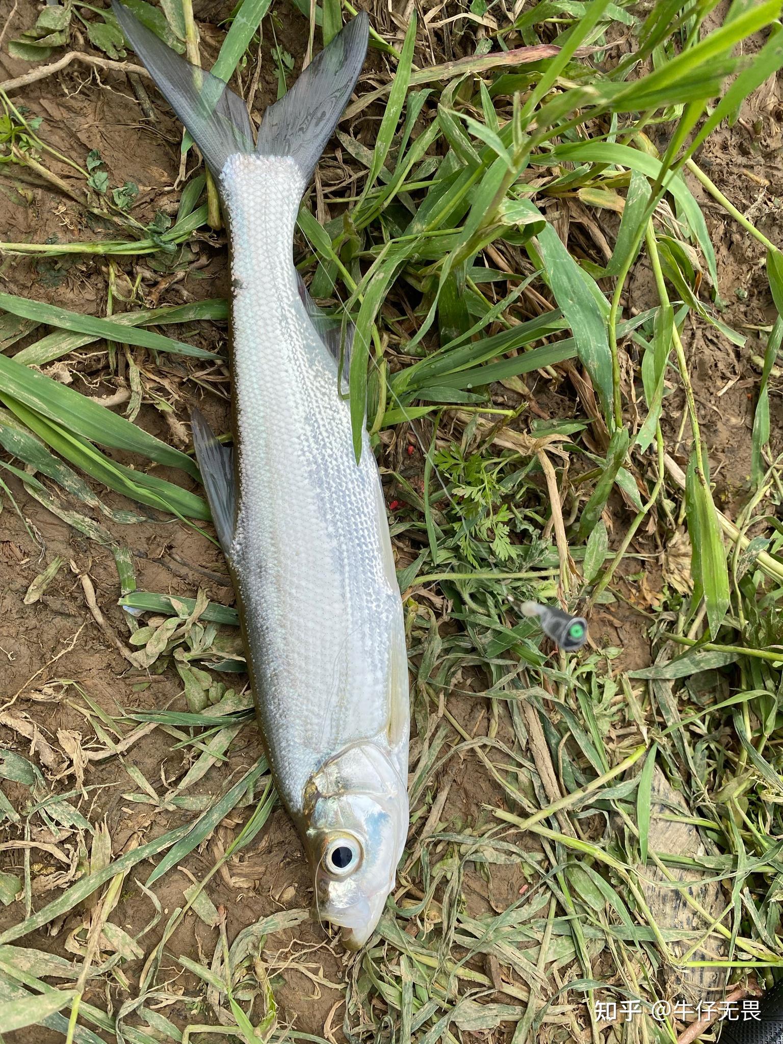 这个尺寸的白条算大吗? - 知乎