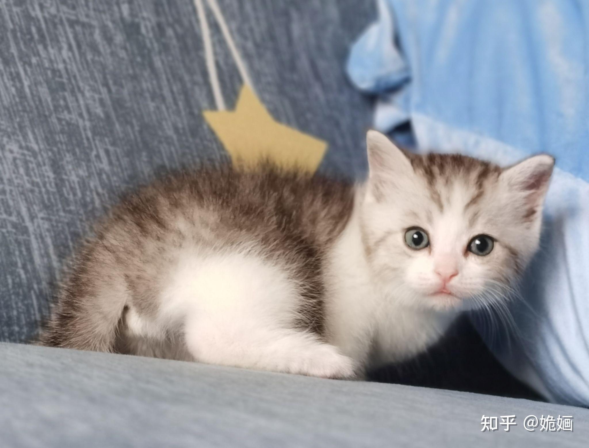 有木有布偶串银渐层的宝宝啊想康康长什么样