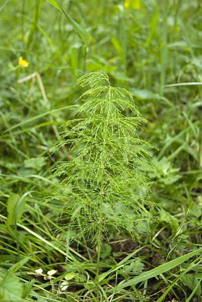 【地球生物全系列——植物篇】节蕨门—木贼目 - 知乎