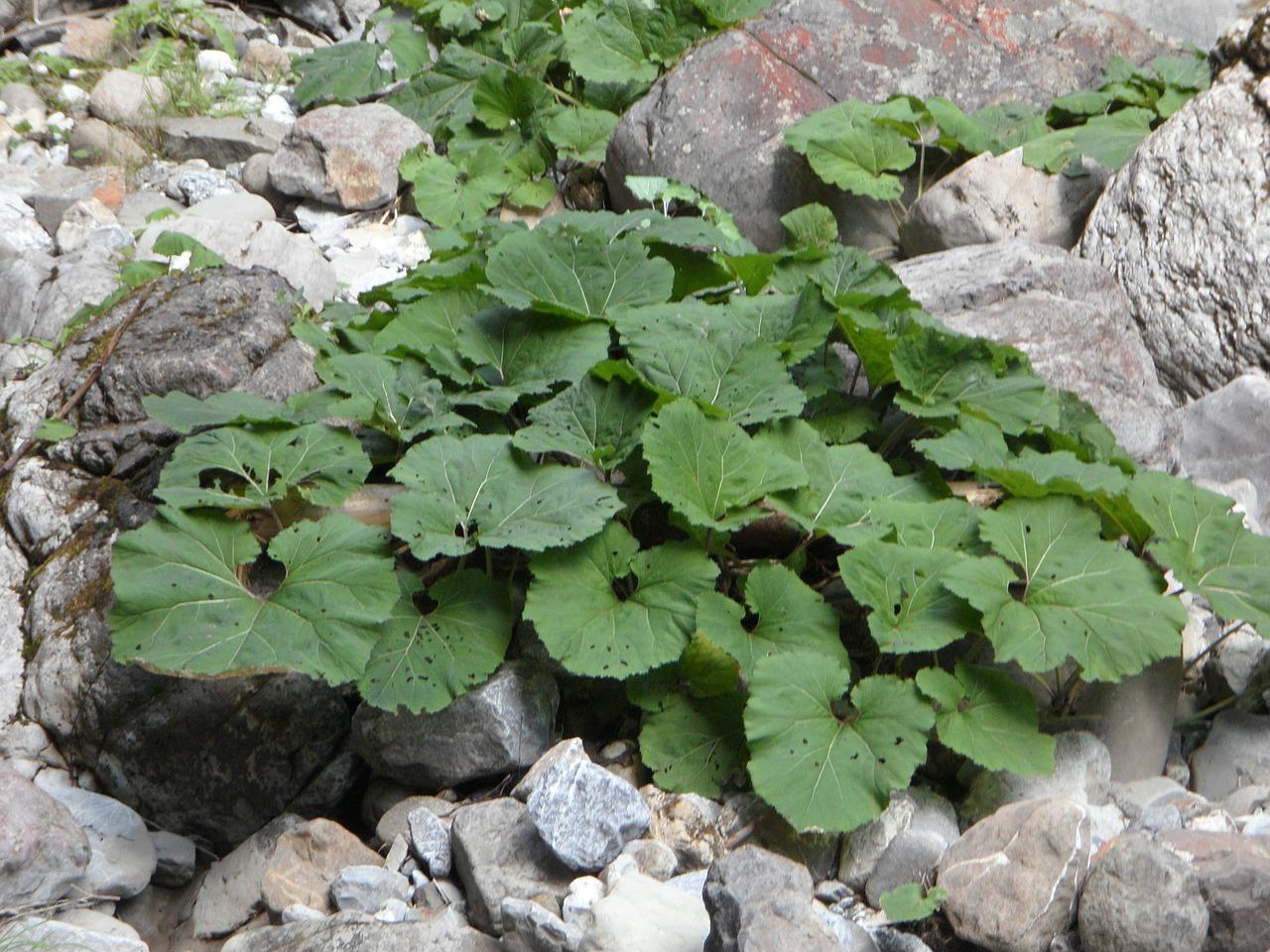 3. 花瓶去苔小窍门