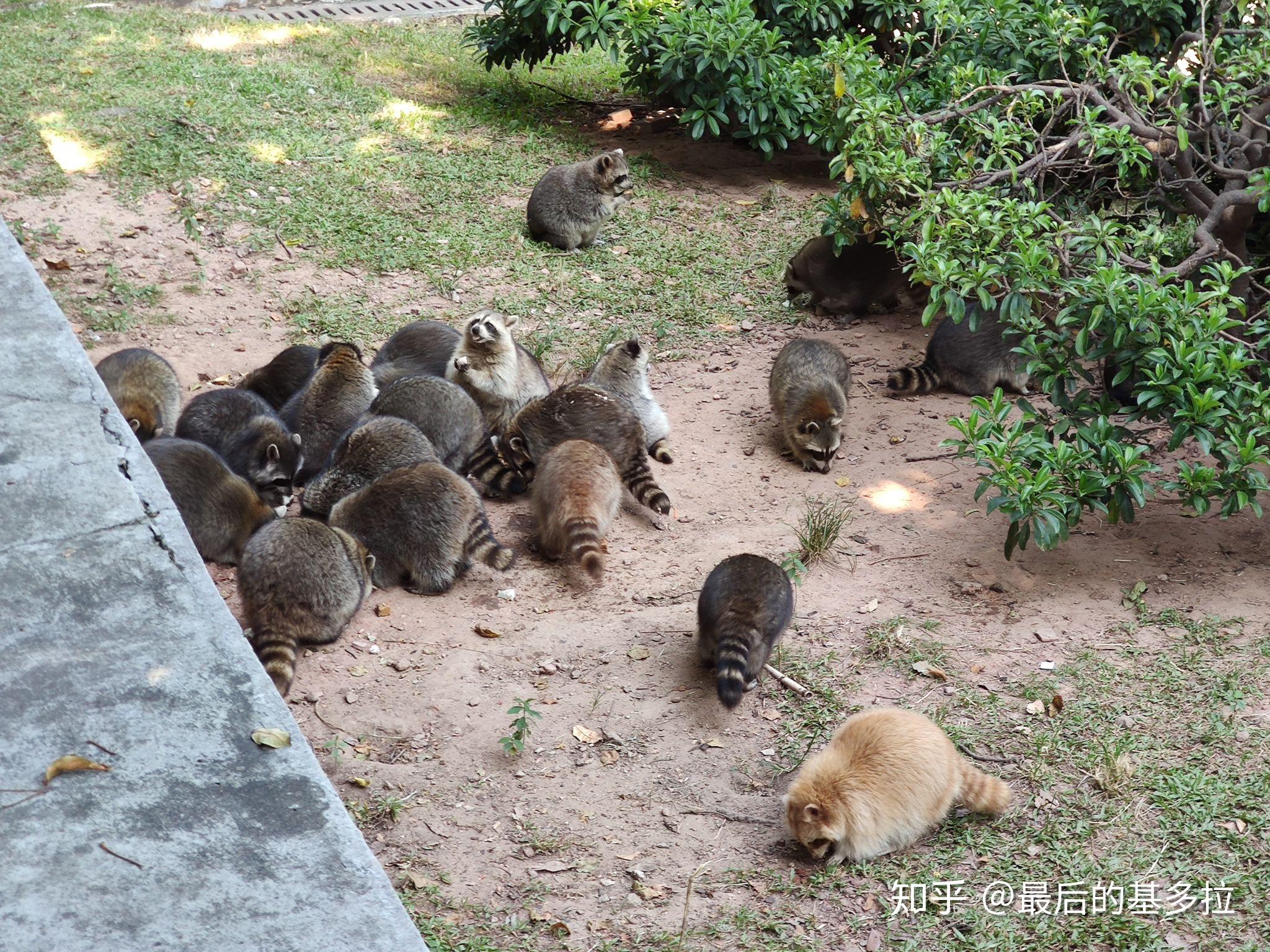 遊客給動物園的動物過度餵食會帶來什麼樣的危害