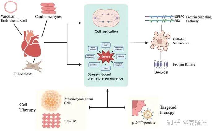 从细胞衰老到细胞治疗:MSC/iPSC 正在重塑心梗、心衰、动脉硬化等,心血管衰老的医学版图 - 知乎