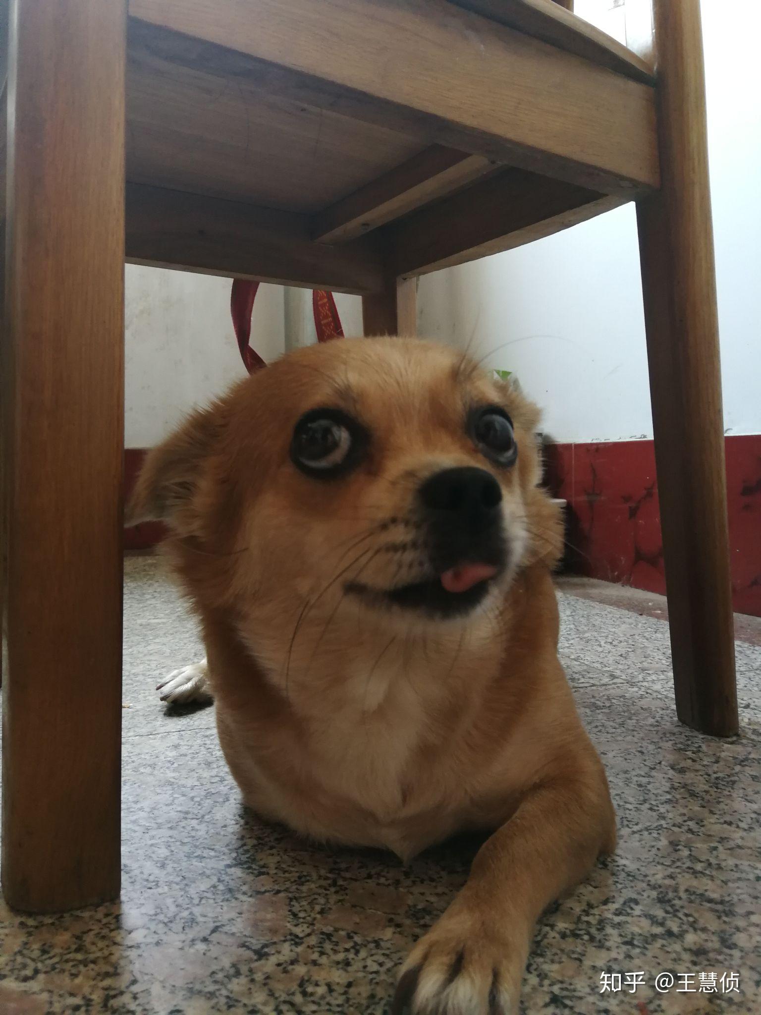 土狗吉娃娃长什么样子