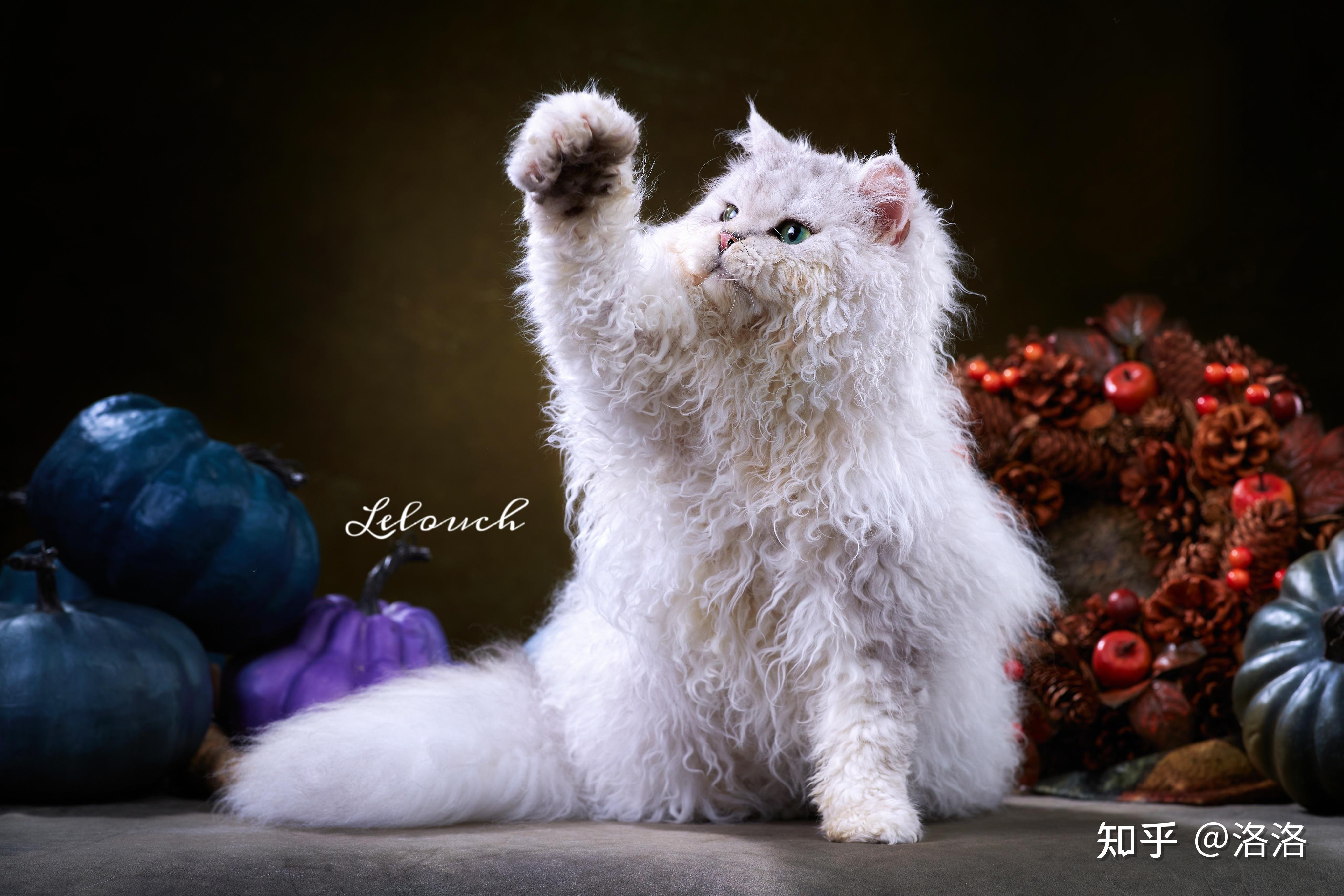 卷毛猫塞尔凯克如何鉴别