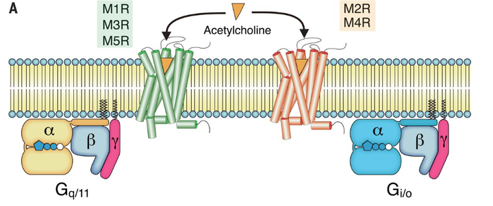 胆碱能受体的分布,并向大家虚心请教一个问题
