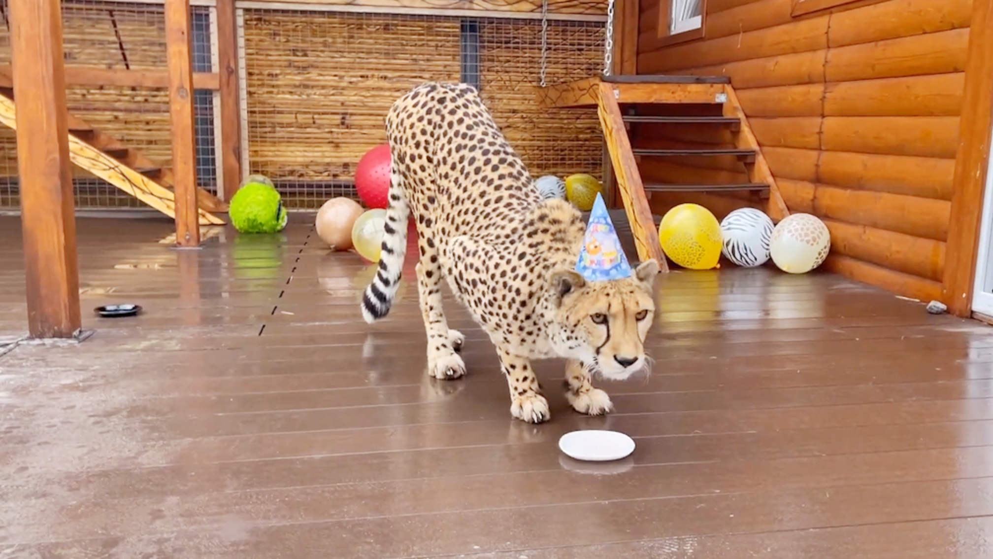 猎豹格尔达我八岁啦