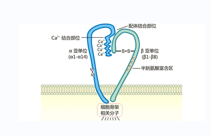 细胞粘附受体 - 知乎