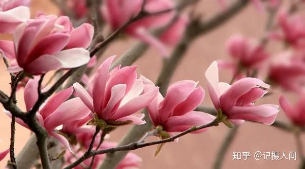 春季北京到哪儿可以观赏玉兰花?您就去这几个地方 - 知乎