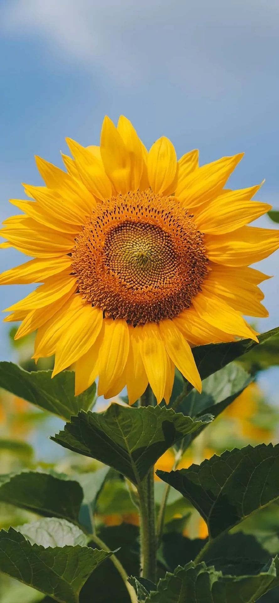 有没有都是向日葵的壁纸呢,让人看了心情超好的? - 知乎