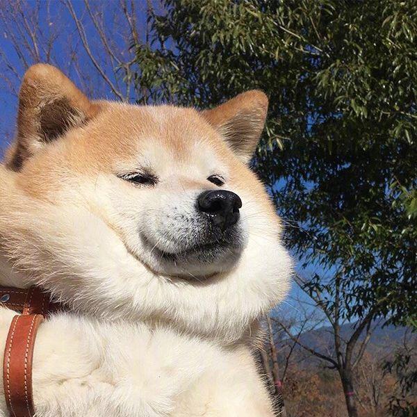 有没有沙雕的动物头像? - 知乎