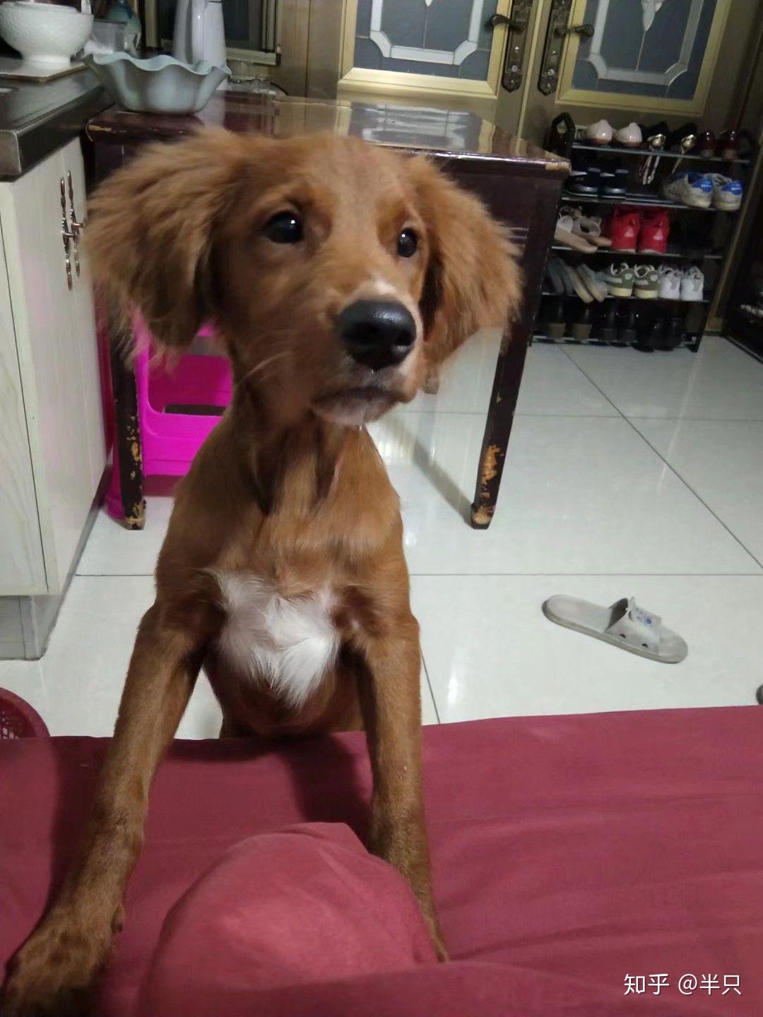 泰迪和金毛的串串能长多大? - 知乎