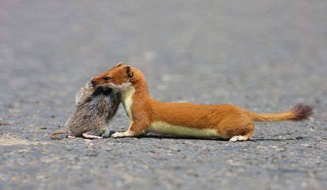 黄鼠狼为什么会放臭屁