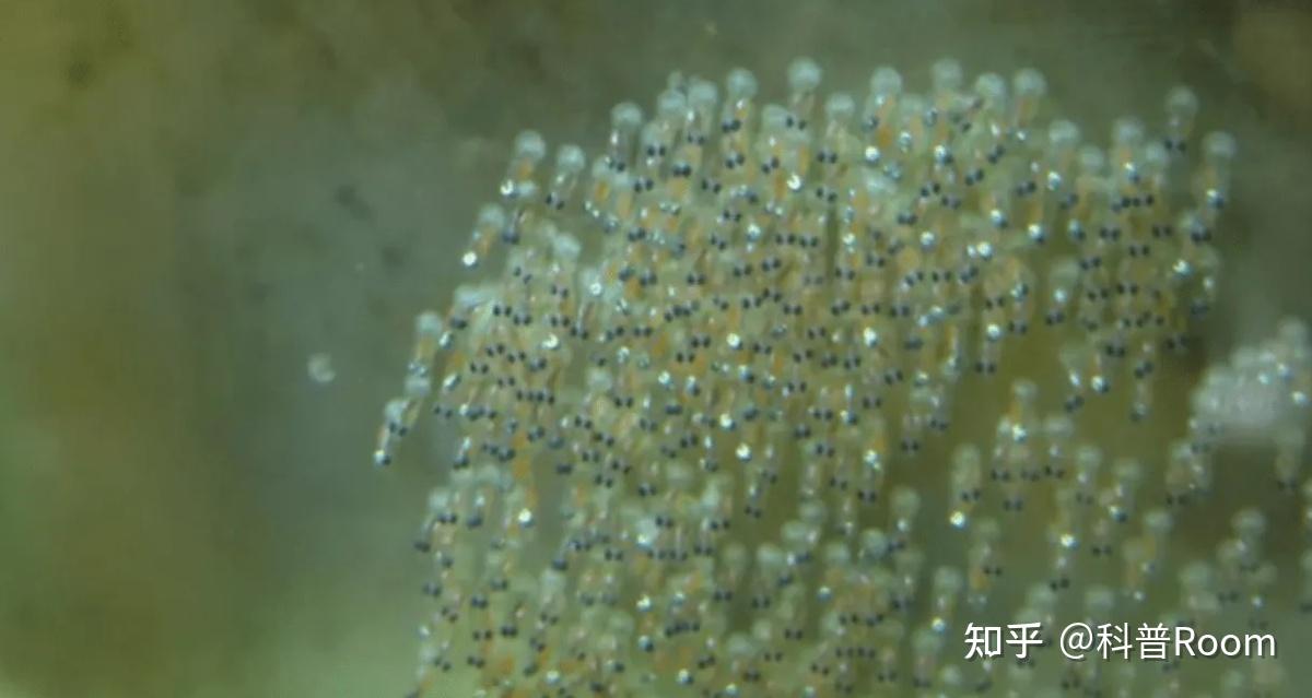 池塘有水时间久了就有鱼?无人投放鱼苗,鱼从哪里来? - 知乎