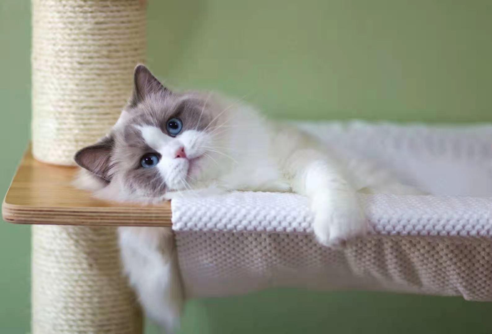 喜欢养猫的人,一般都是什么性格? - 知乎