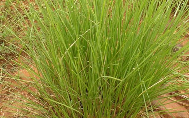 岩兰草—稳若泰山的外科医生