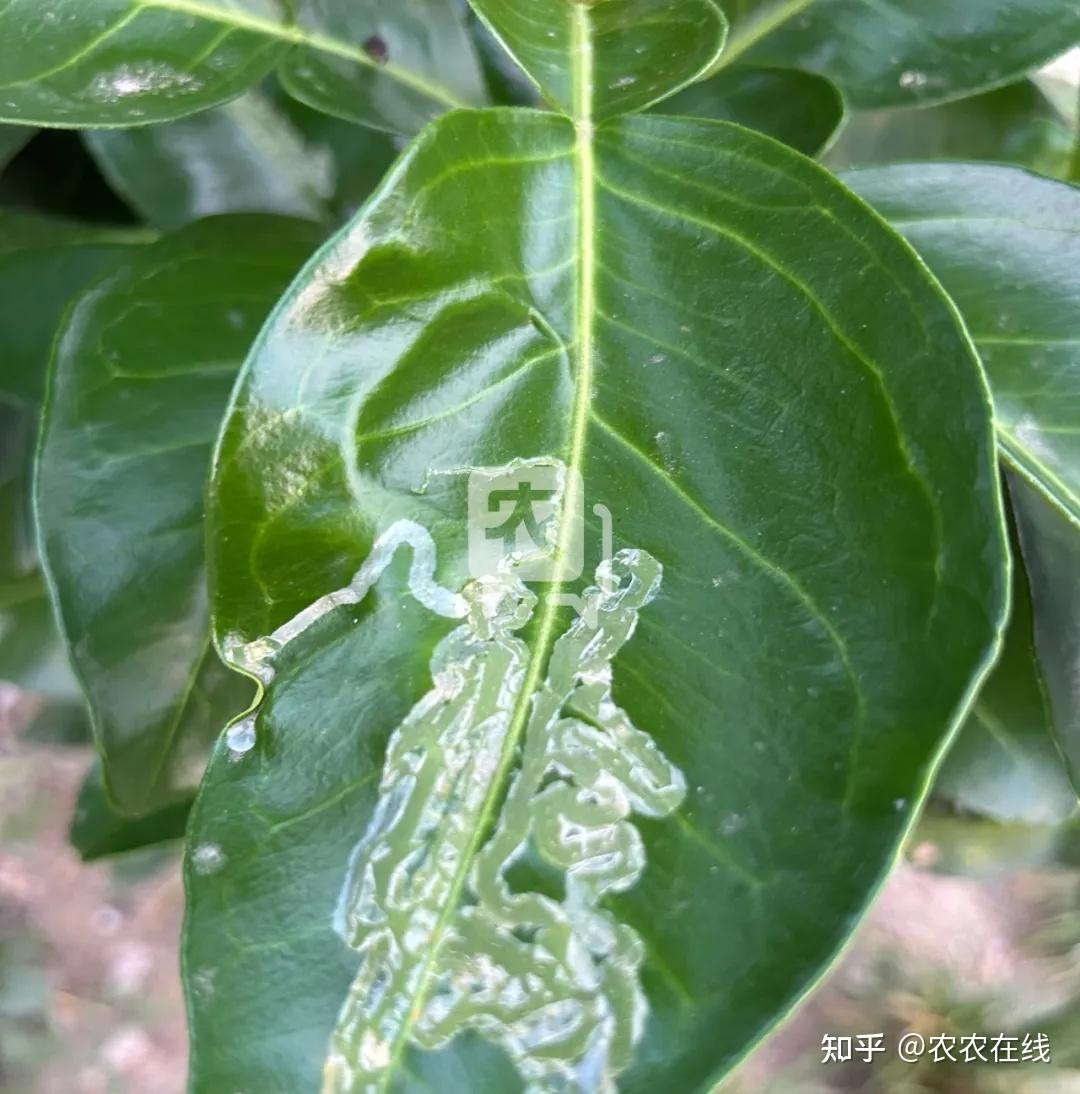 柑橘红蜘蛛的防治措施有哪些? - 知乎