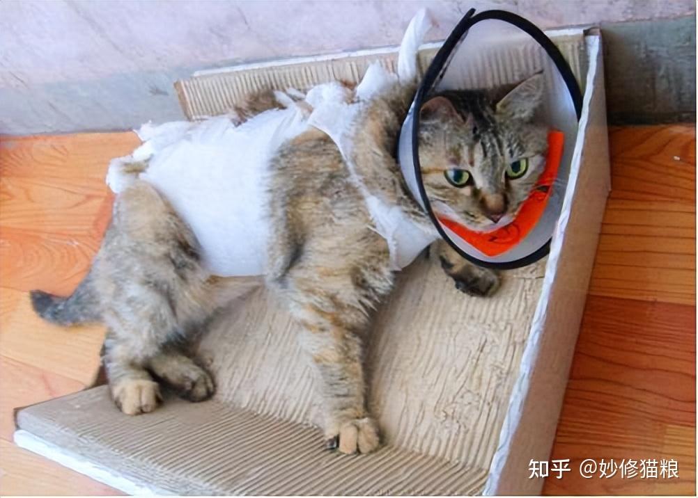 关于猫咪的“性”冷知识,不要感觉害羞,作为宠主要知道 - 知乎