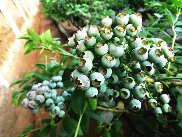 蓝莓僵果小果严重究竟是啥问题咋治