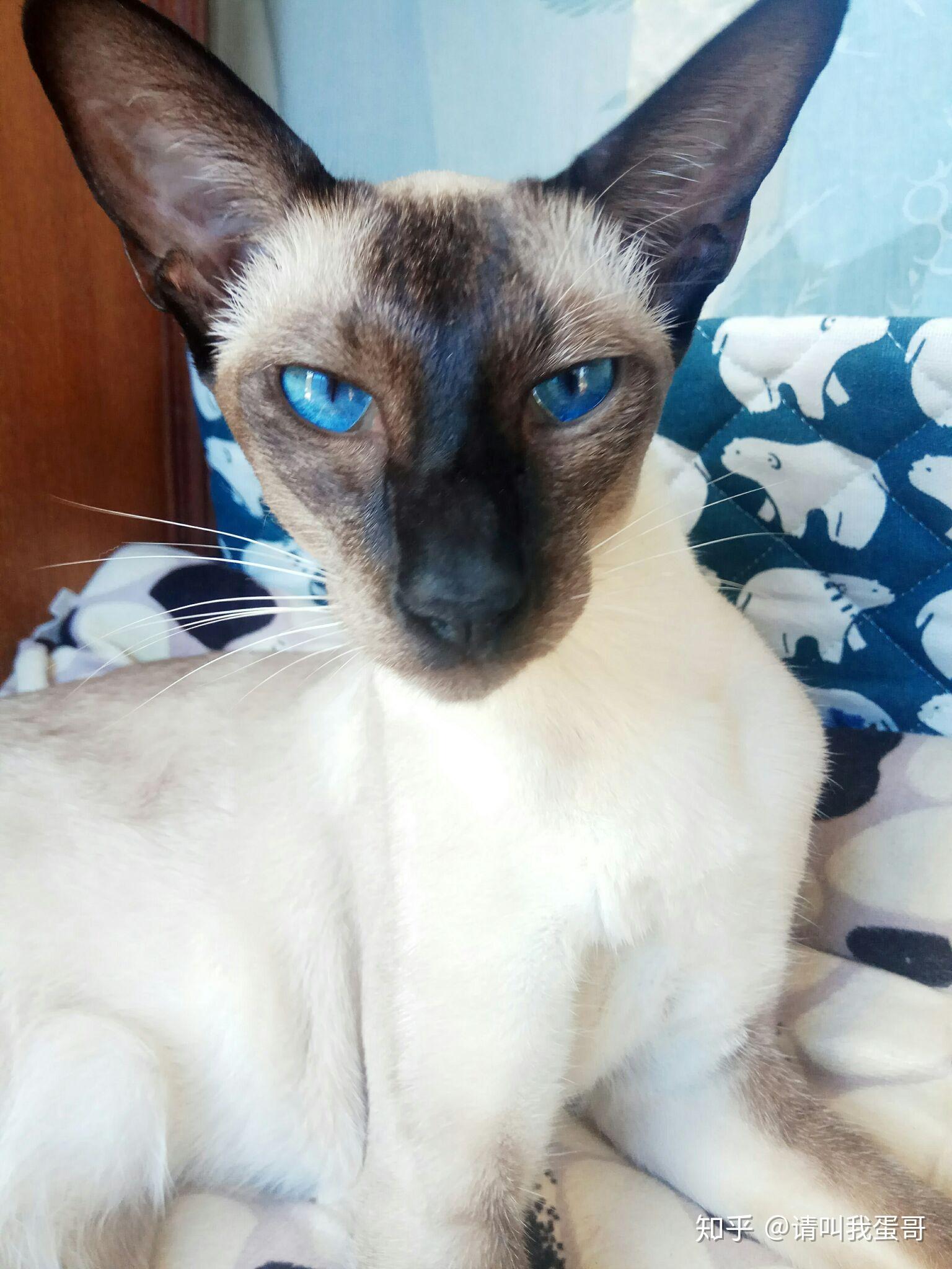 纯种暹罗猫是不是长得很瘦,长腿长脚的?