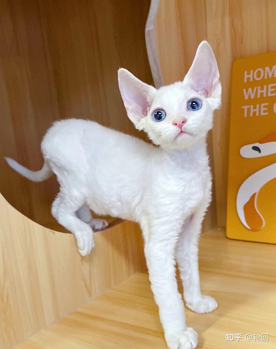 德文卷毛猫是怎么来的? - 知乎