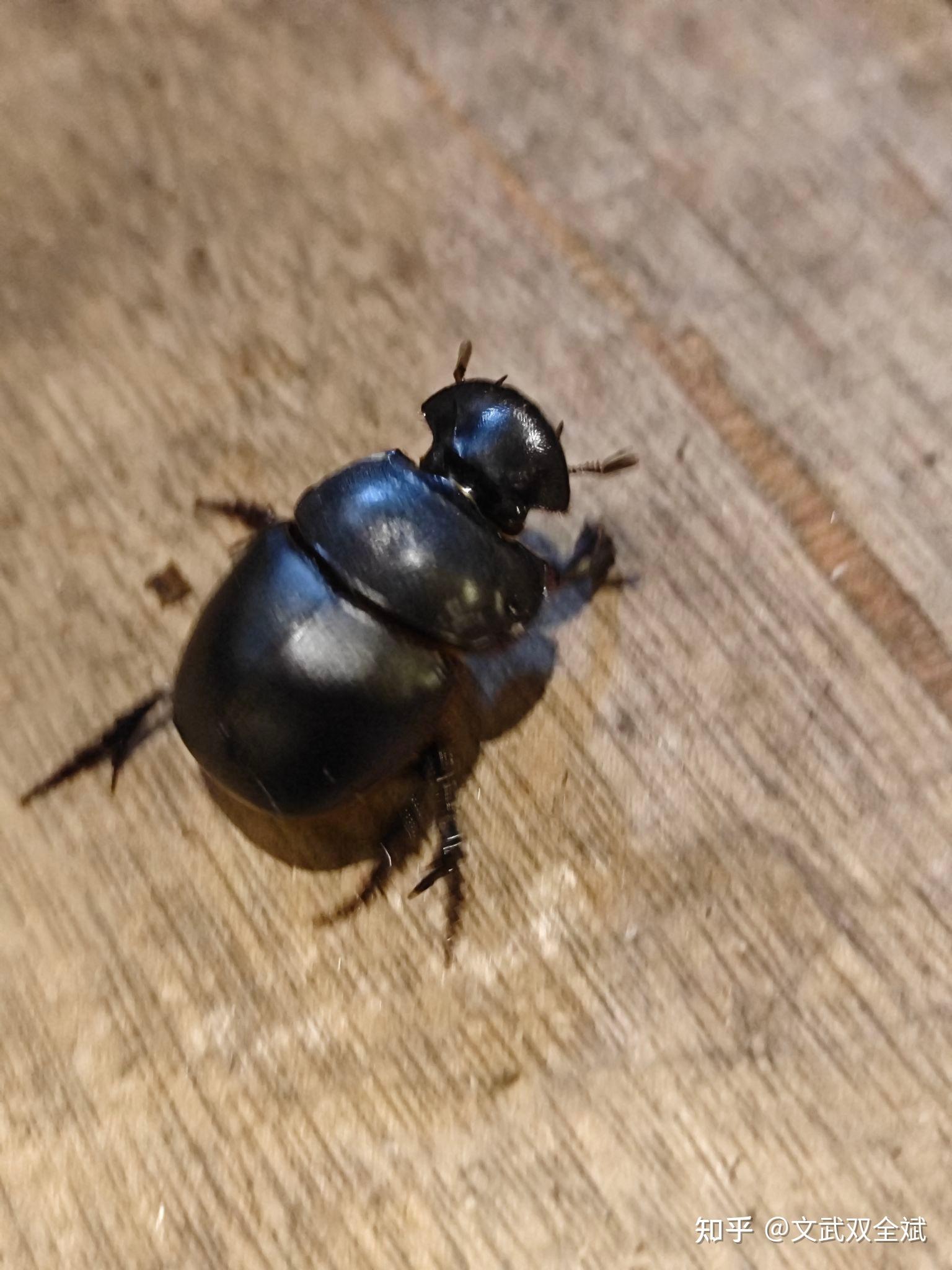 这种黑甲虫叫什么