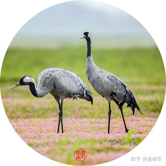 中国传统色:鹤灰 - 知乎