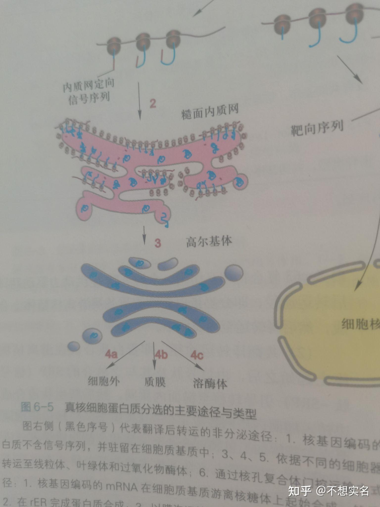 核糖体内质网图片