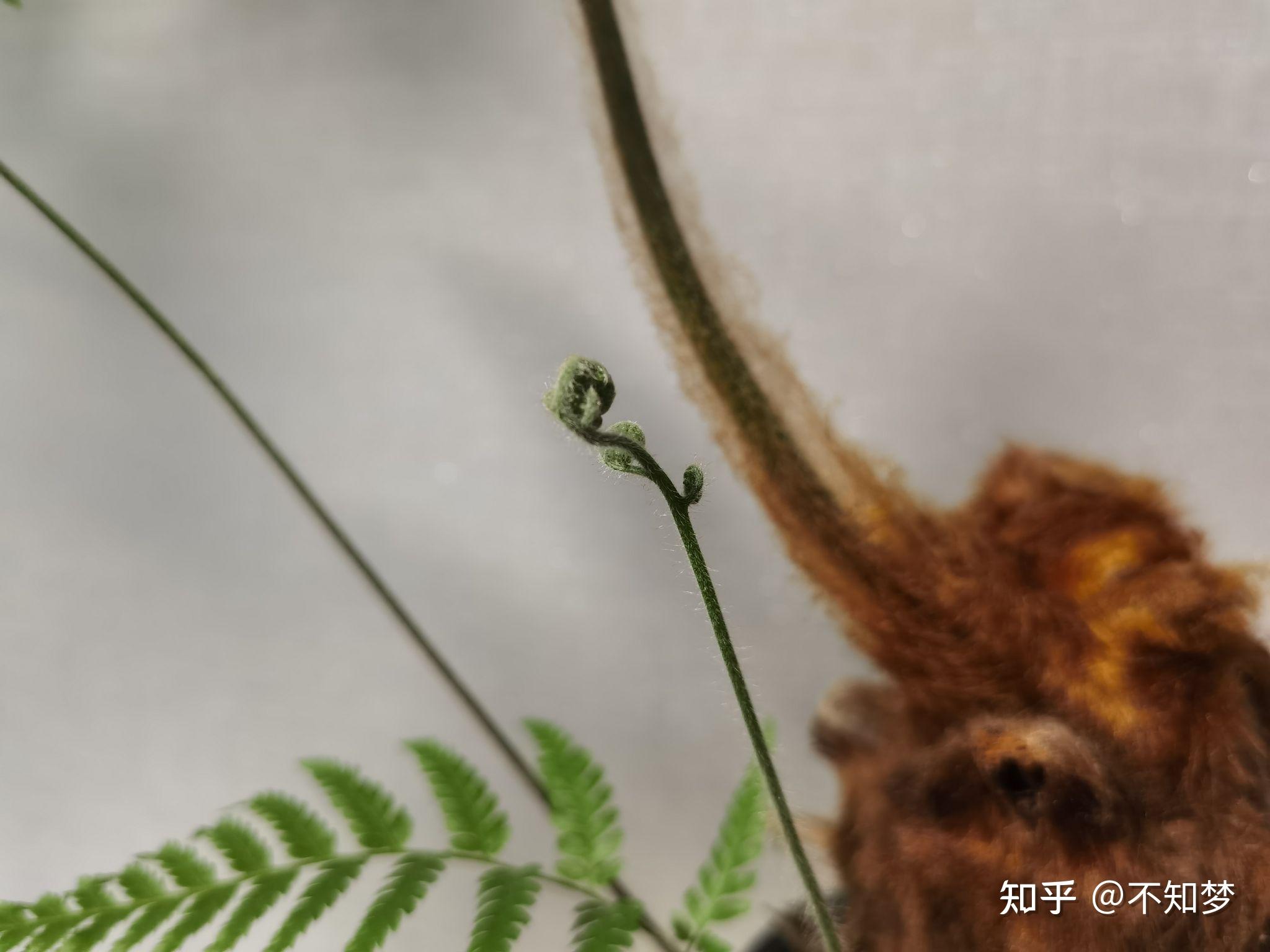 金丝猴蕨采光良好温度湿润的室内养护为何叶片焦卷