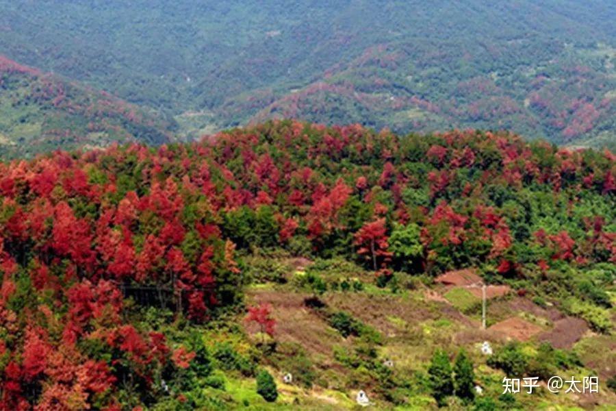 松树林漫山遍野的红，竟是生命最后的狂欢！ - 知乎