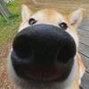珏子木