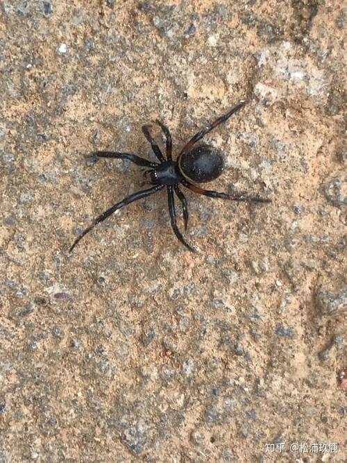 家里有一种小蜘蛛,全黑,腿细而短,身体圆圆的而且很硬,请问是什么蜘蛛