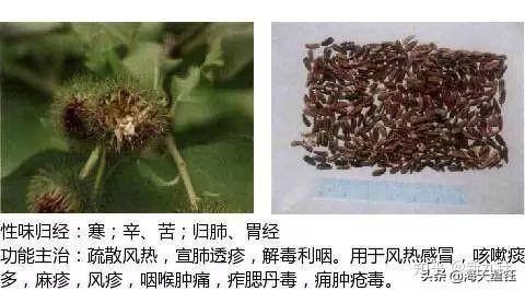史上最全中草药图谱(附主治功效)! - 知乎
