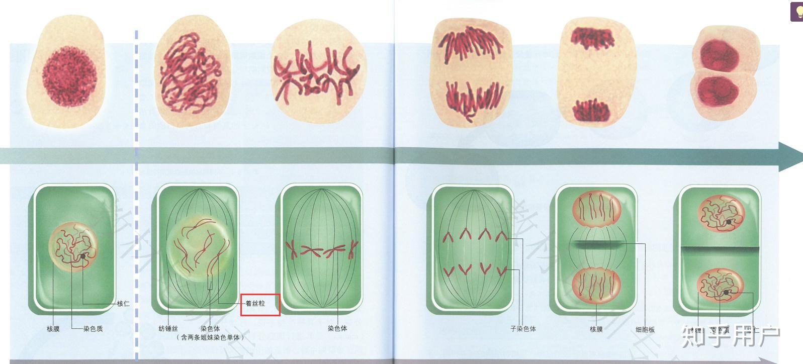 高中生物如何区分着丝粒和着丝点