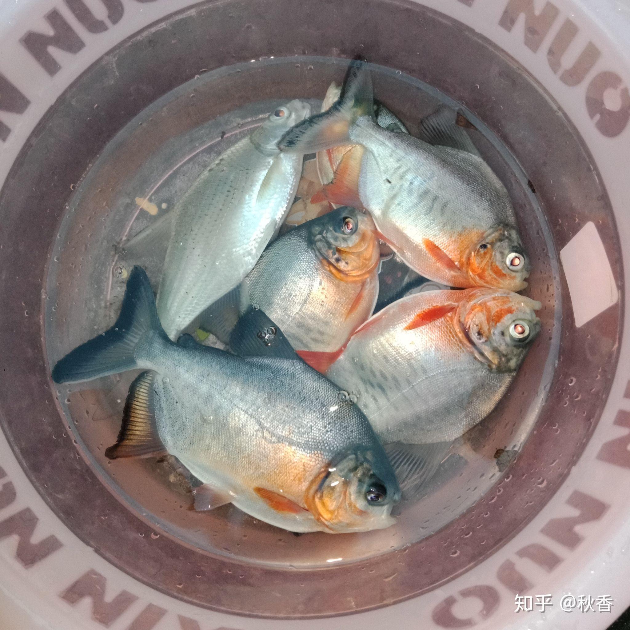 红鲳鱼有毒吗? - 知乎