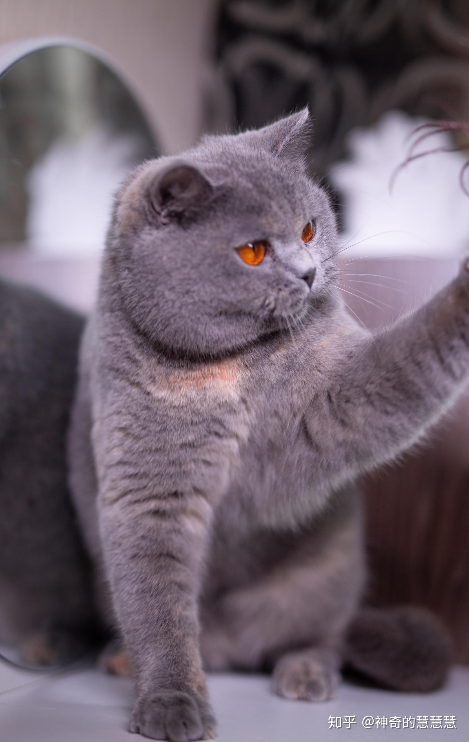 有没有人养蓝乳英短有没有好看的蓝乳色英短的图呀