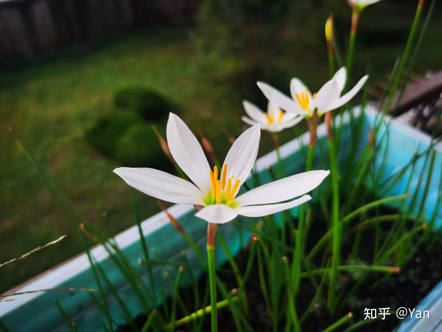 風雨蘭的種植要點是什麼? - 知乎