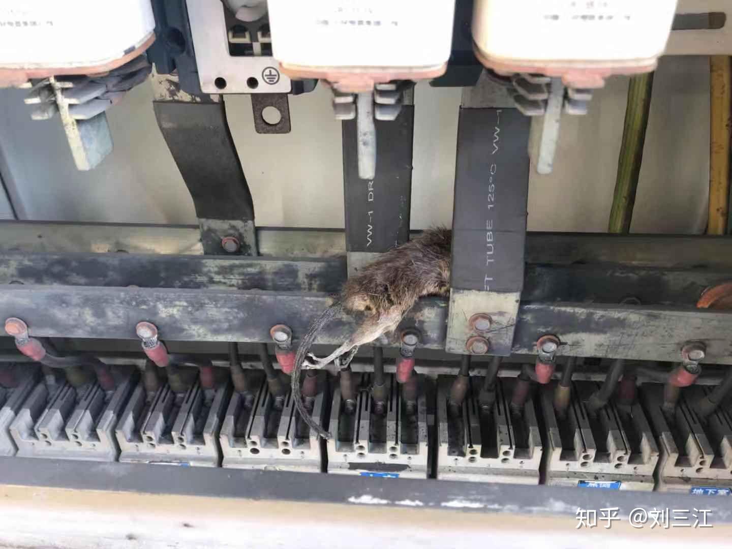 当一只老鼠身体同时接触配电柜两相火线和配电柜壳体时,老鼠会被电死